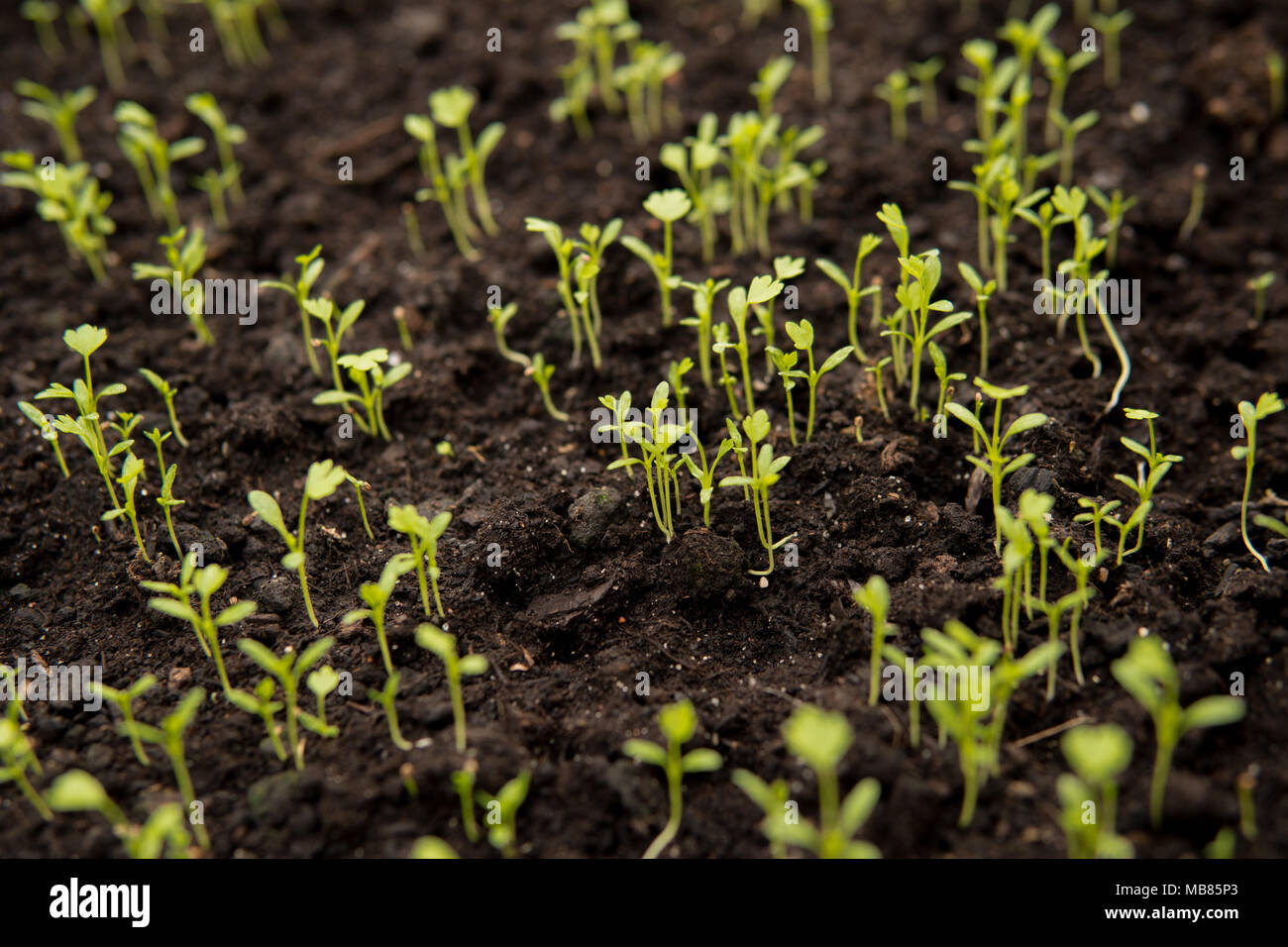 close up of small green seedlings growing inside of a greenhouse Stock ...