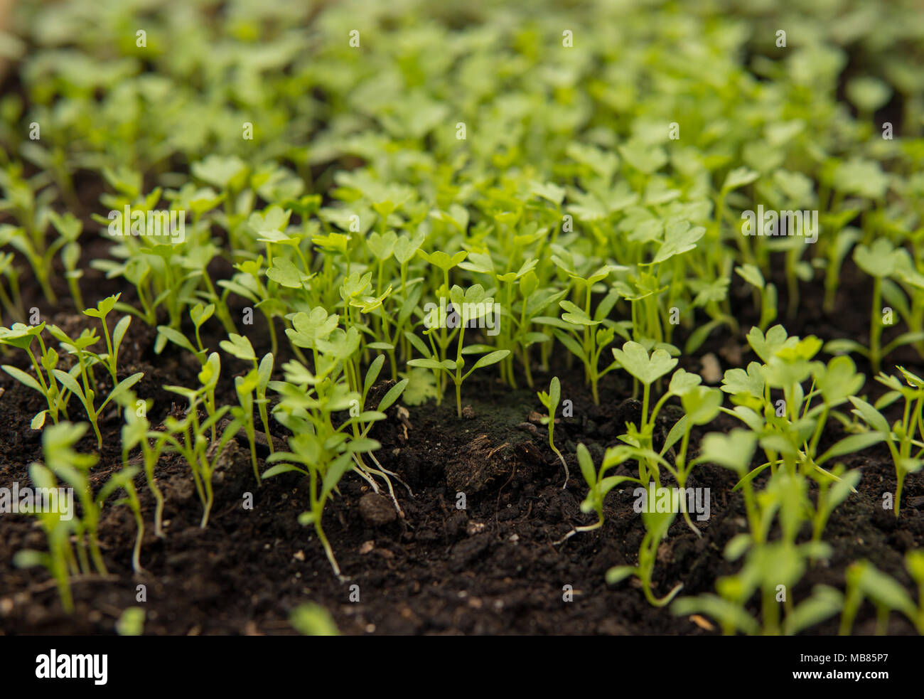 close up of small green seedlings growing inside of a greenhouse Stock ...