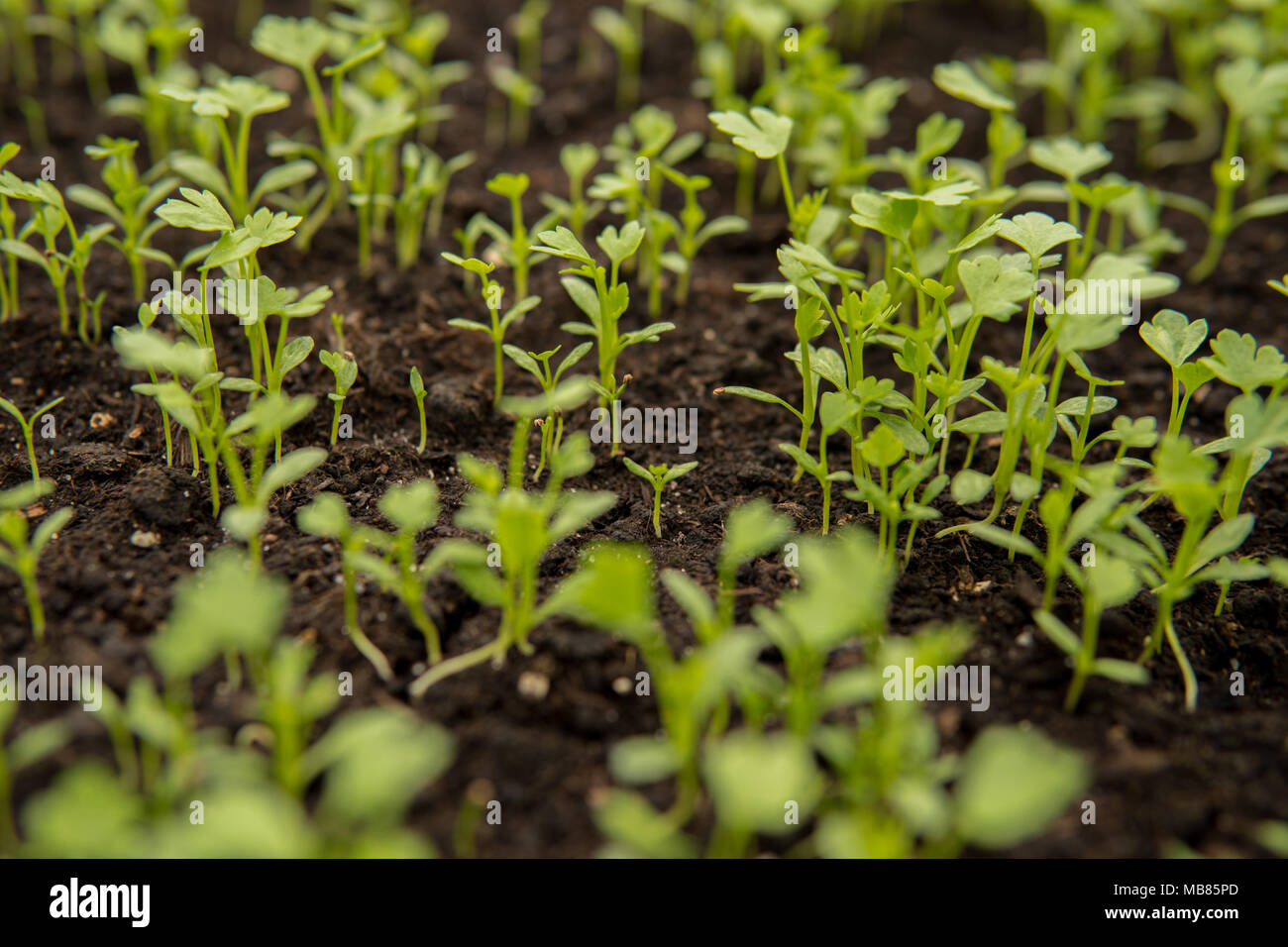 close up of small green seedlings growing inside of a greenhouse Stock ...