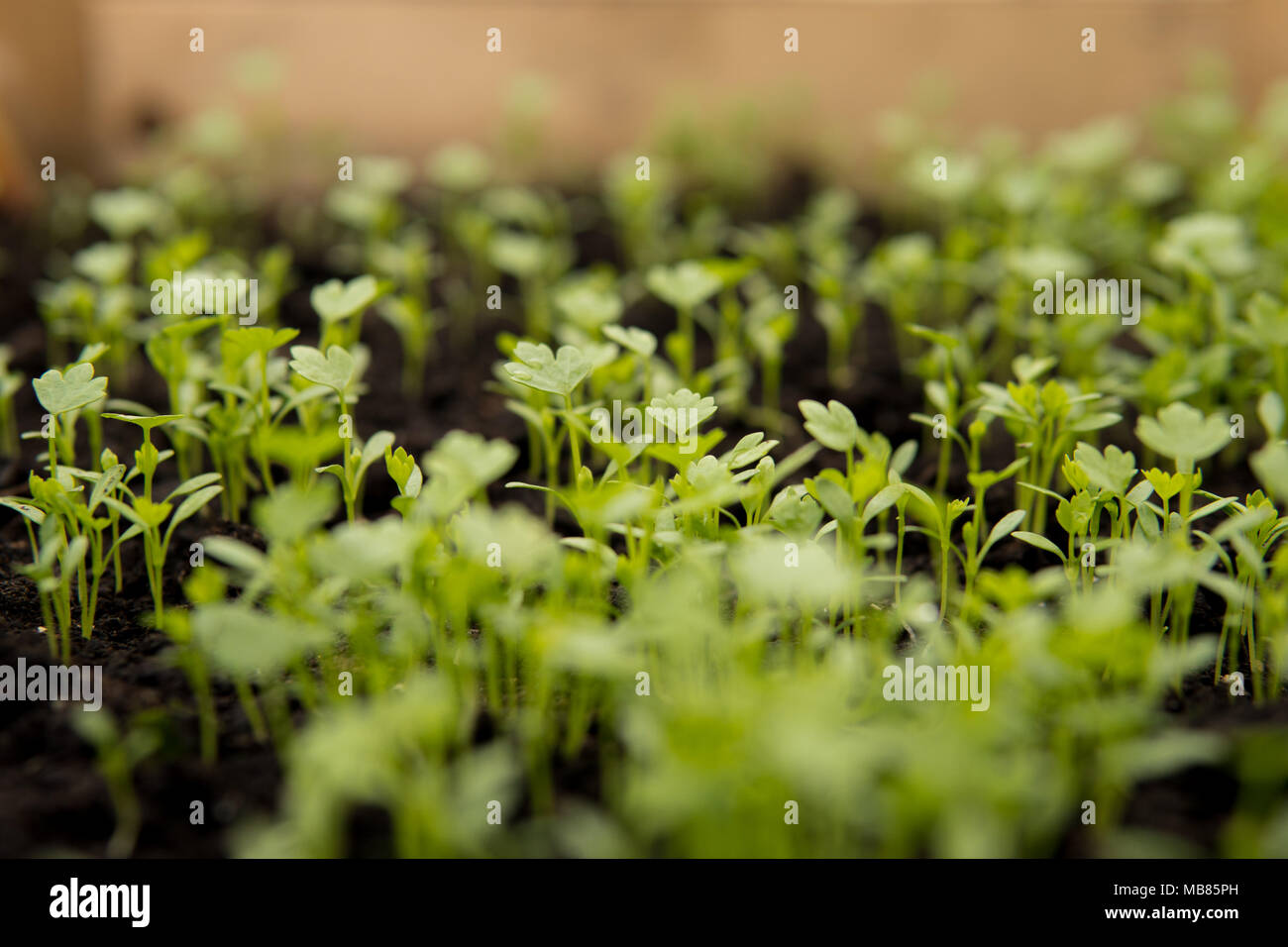 close up of small green seedlings growing inside of a greenhouse Stock ...