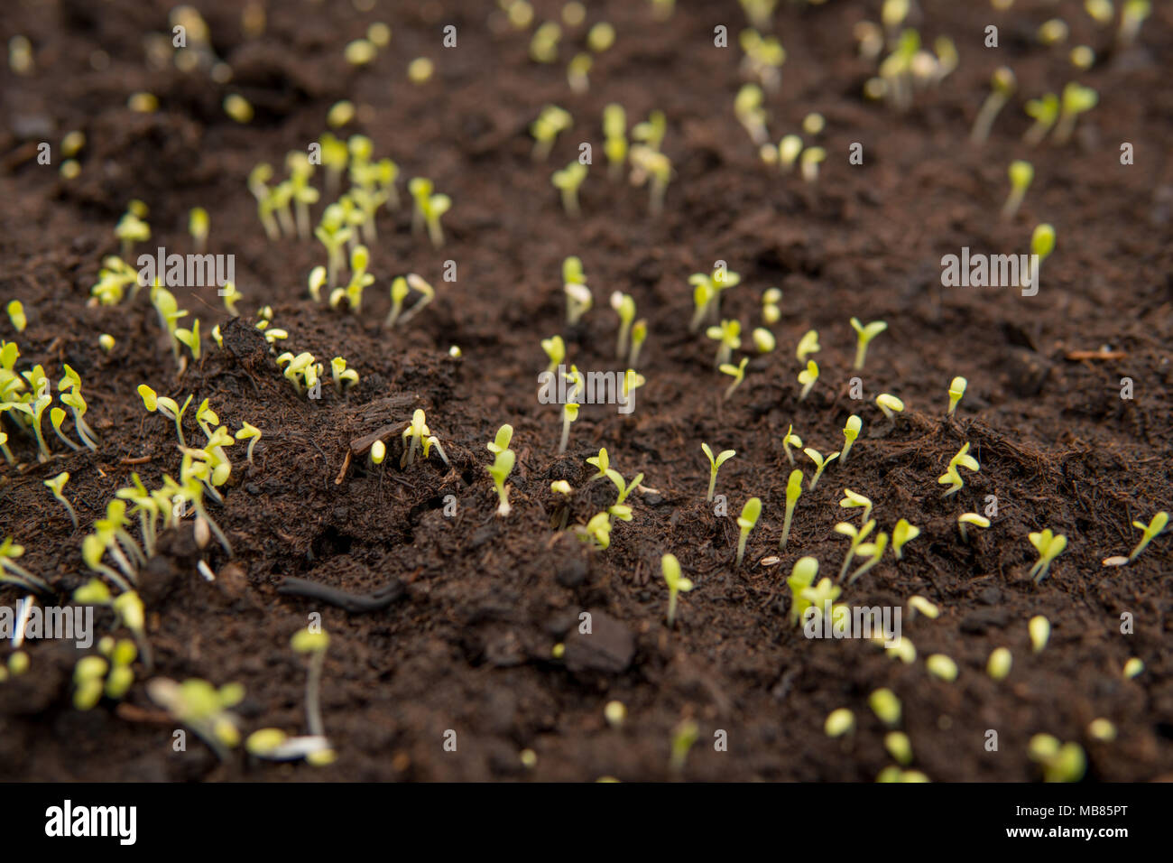 close up of small green seedlings growing from black soil inside of a ...