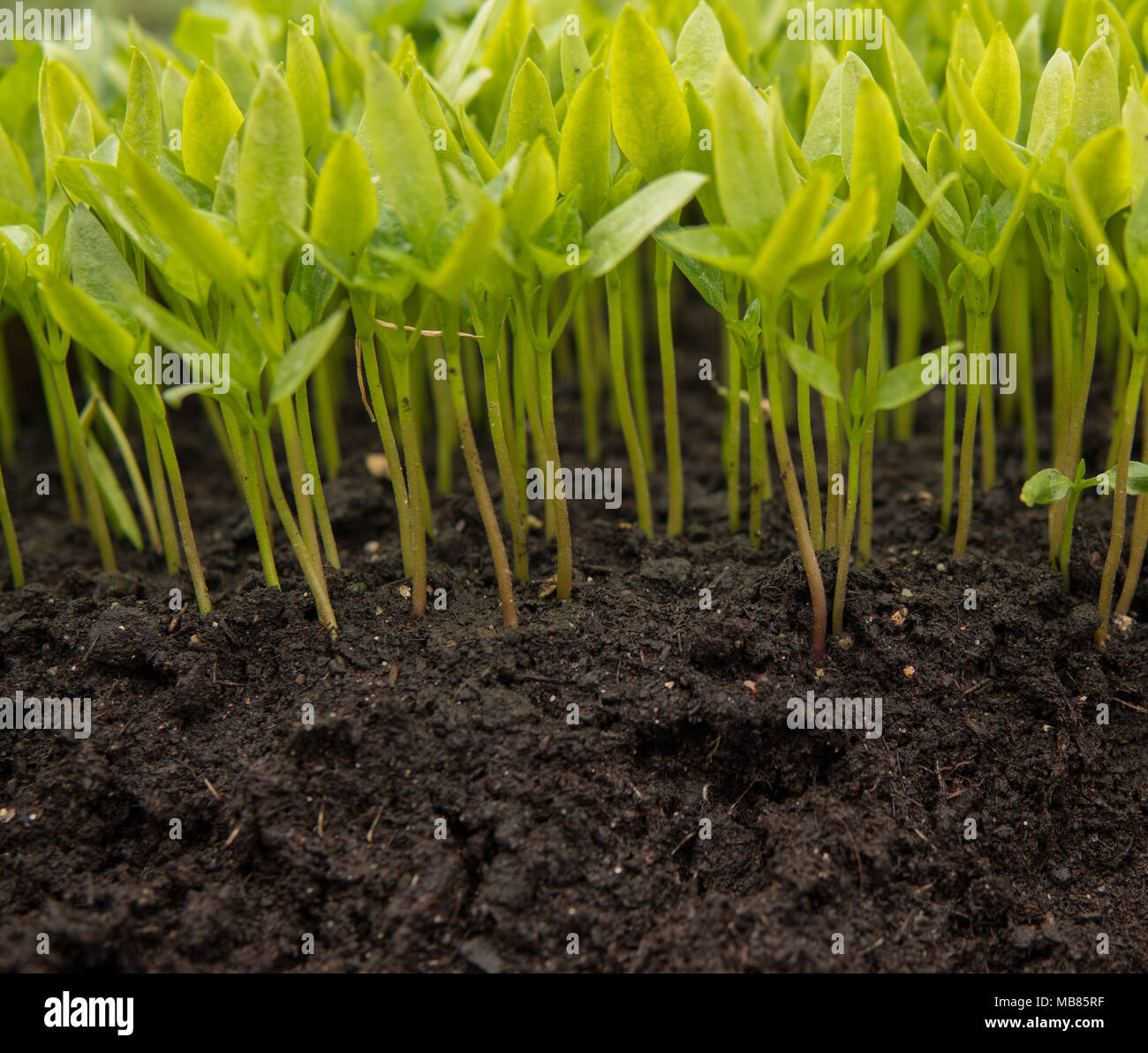 close up of small green seedlings growing inside of a greenhouse Stock ...