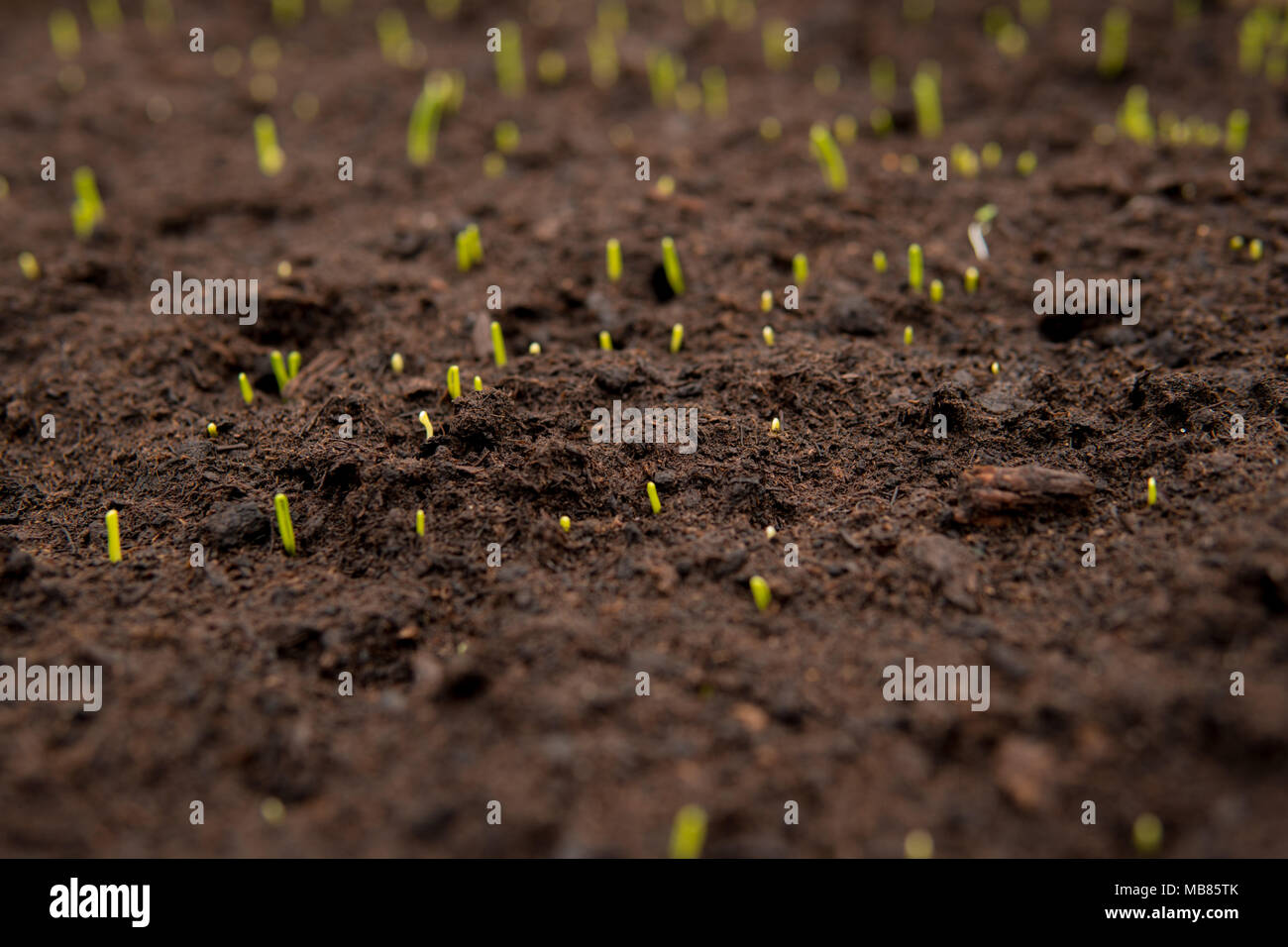 close up of small green seedlings growing from dark soil inside of a ...