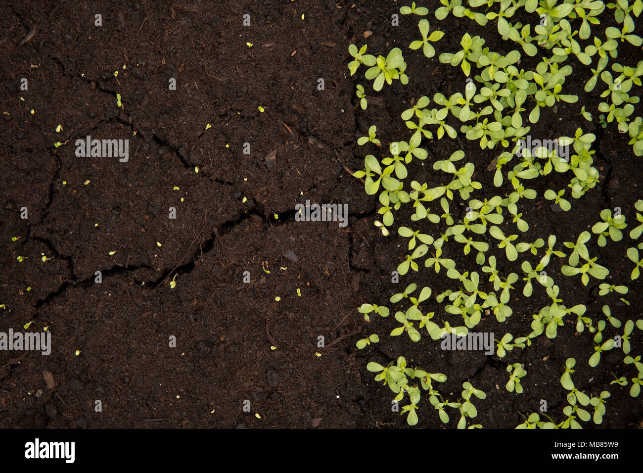 close up of small green seedlings growing inside of a greenhouse Stock ...