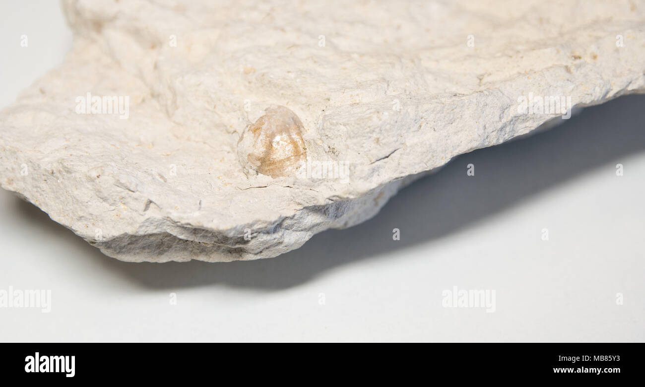 close up of a shell fossil in a limestone Stock Photo Alamy