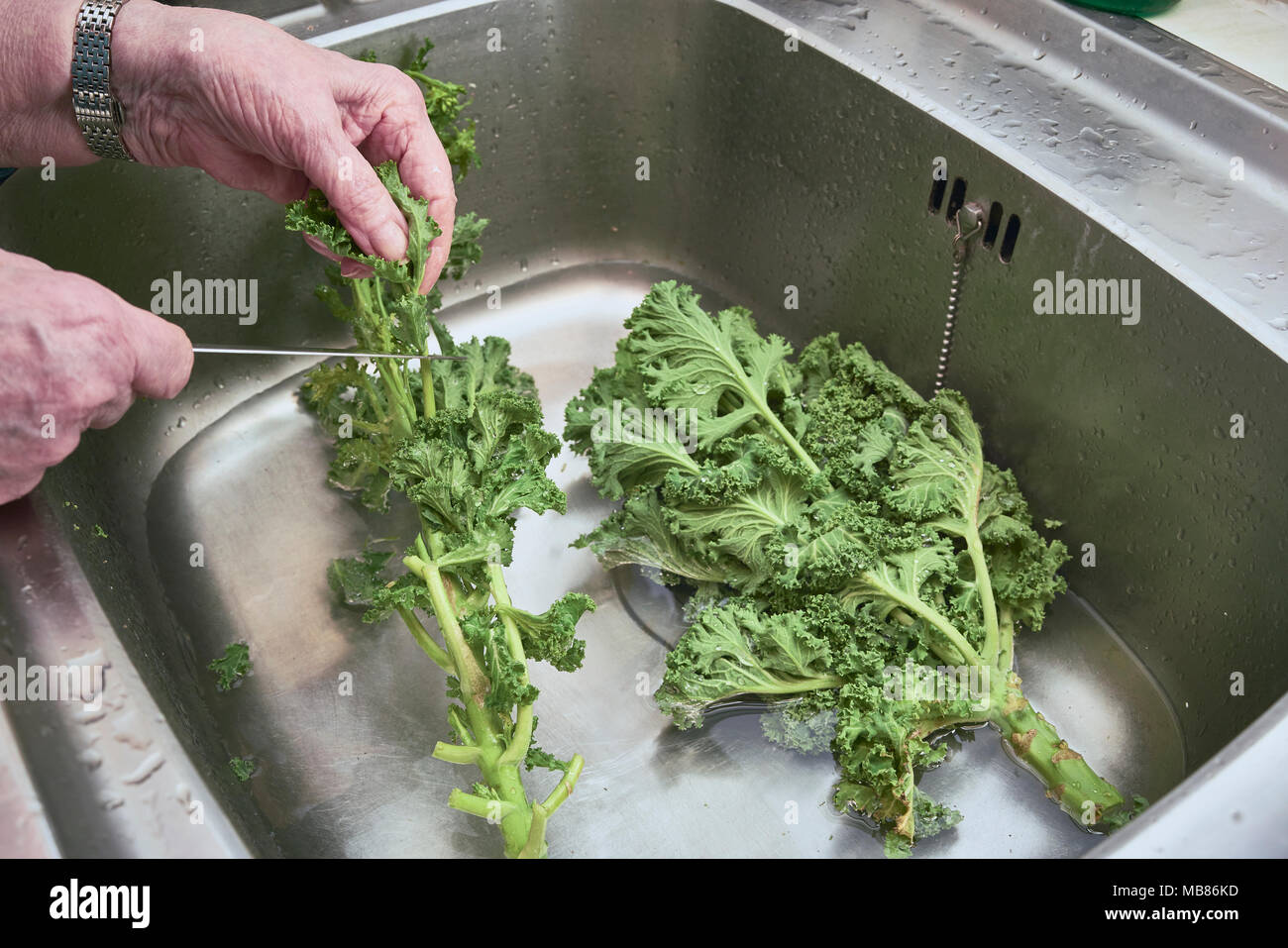 Lady washing Kale in a stainless steel sink Stock Photo