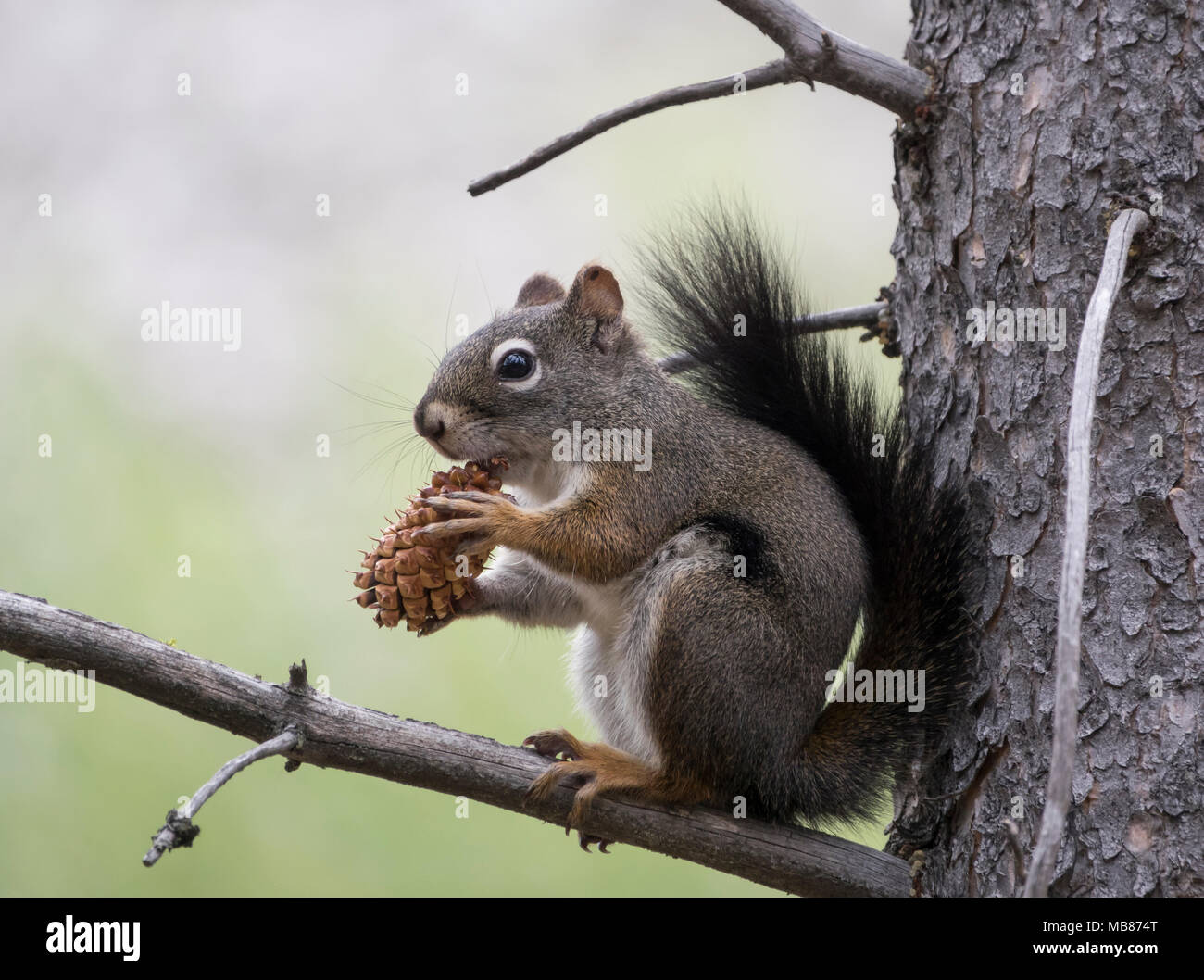 A Douglas squirrel eating a pine cone while perched in a tree in the