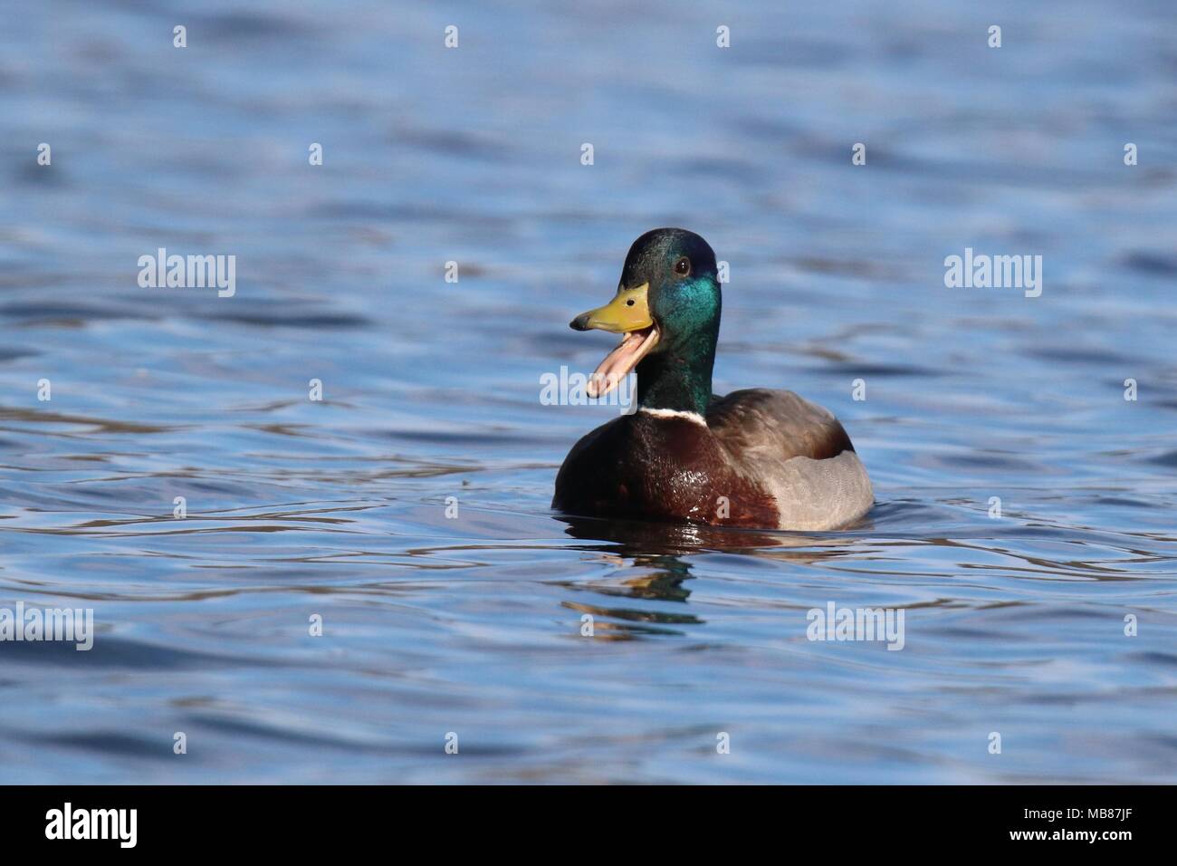 A drake mallard duck quacking on a blue lake Stock Photo Alamy