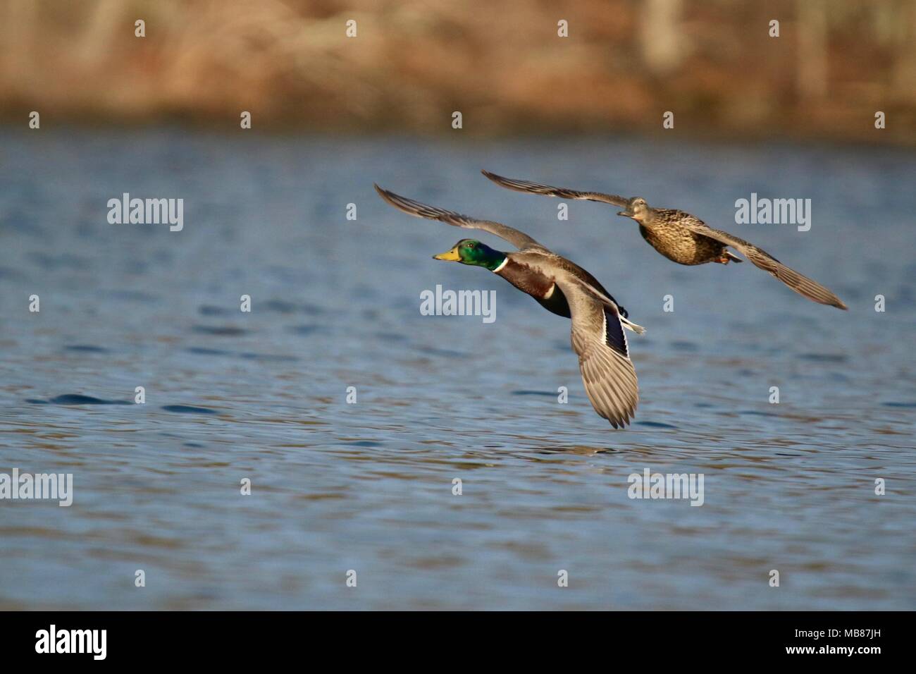Ducks flying together hires stock photography and images Alamy