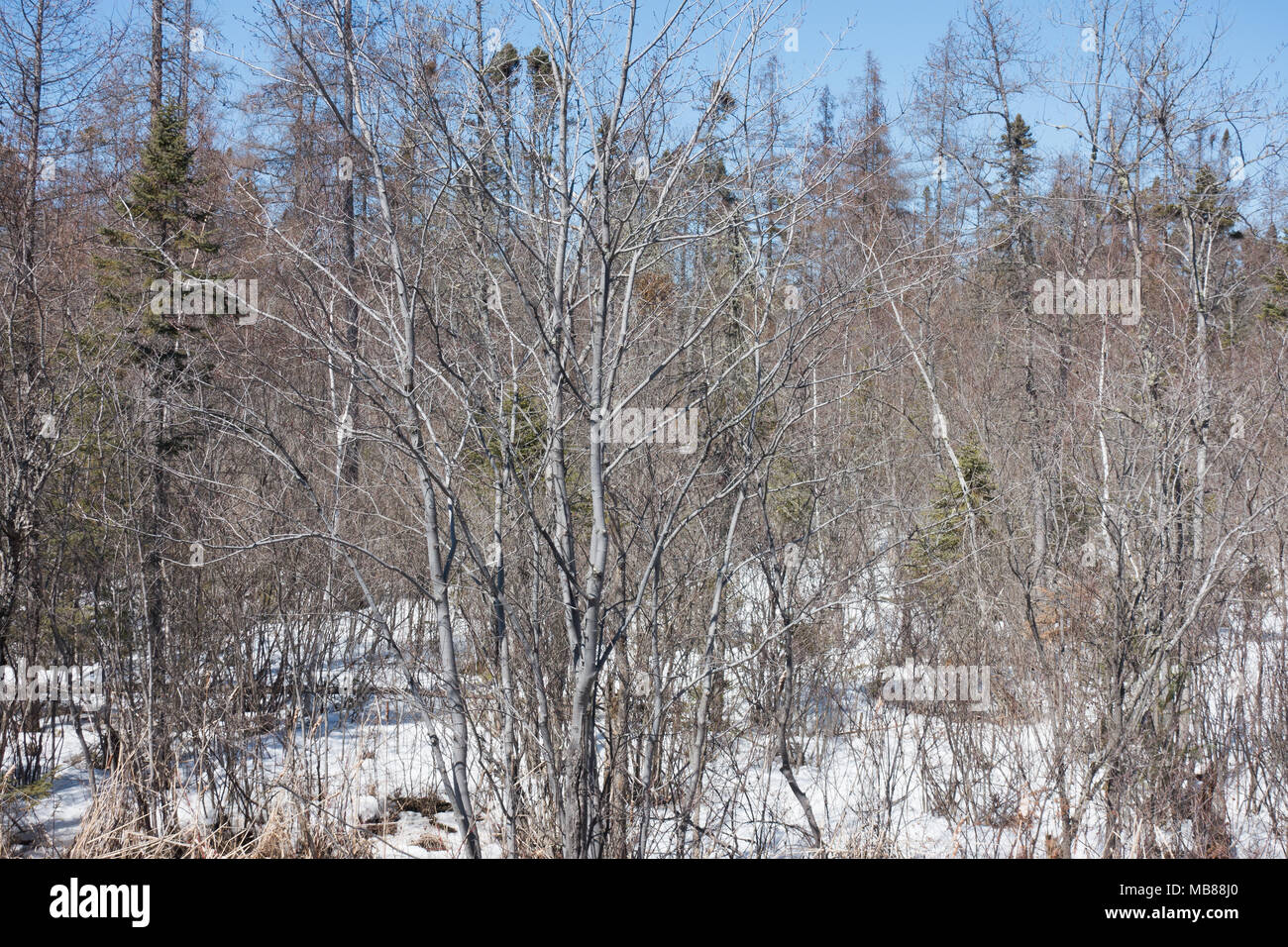 A snow covered wetland in the Adirondack Mountains, NY USA Stock Photo