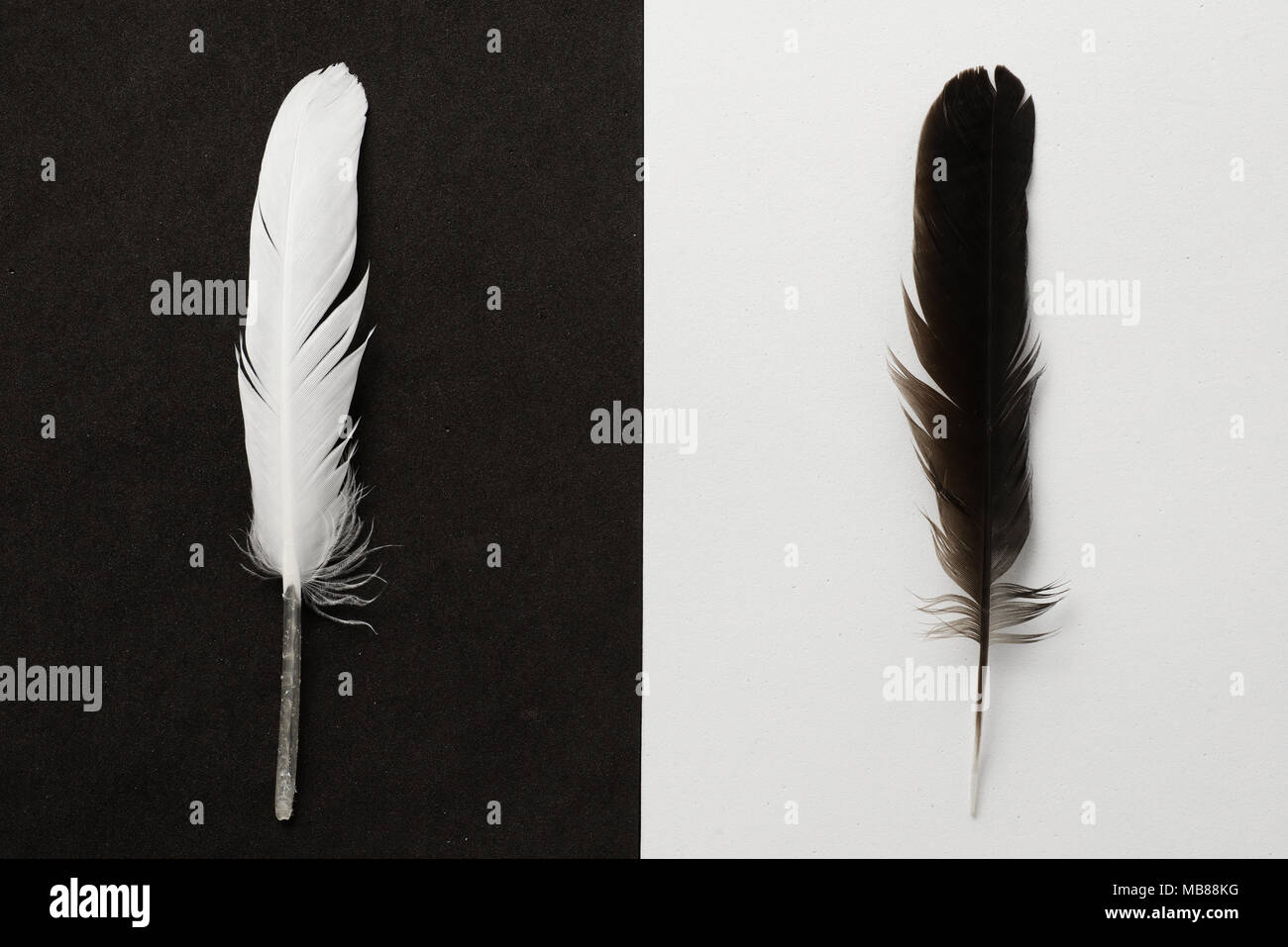 Black and White feathers Stock Photo Alamy