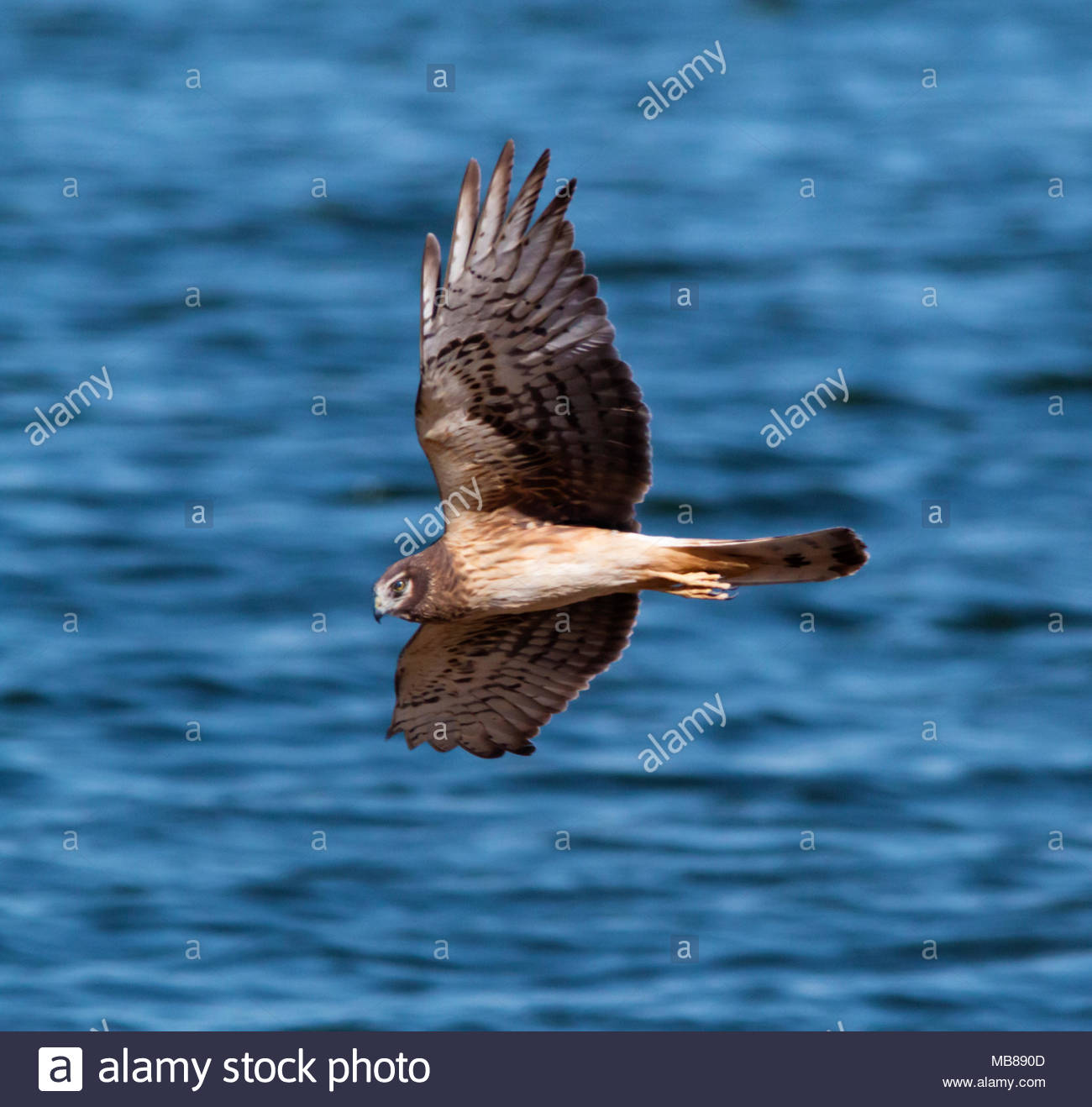 Marsh Hawk Stock Photos & Marsh Hawk Stock Images Alamy