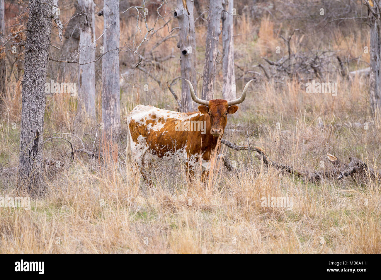 A Texas Longhorn Cow standing along a woodline while the heard was grazing on an open range. Stock Photo