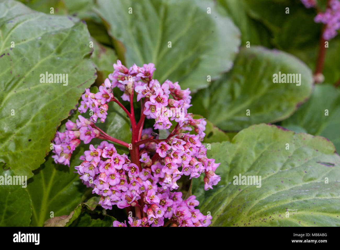 Purple bergenia, Rödbladig bergenia (Bergenia yunnanensis) Stock Photo