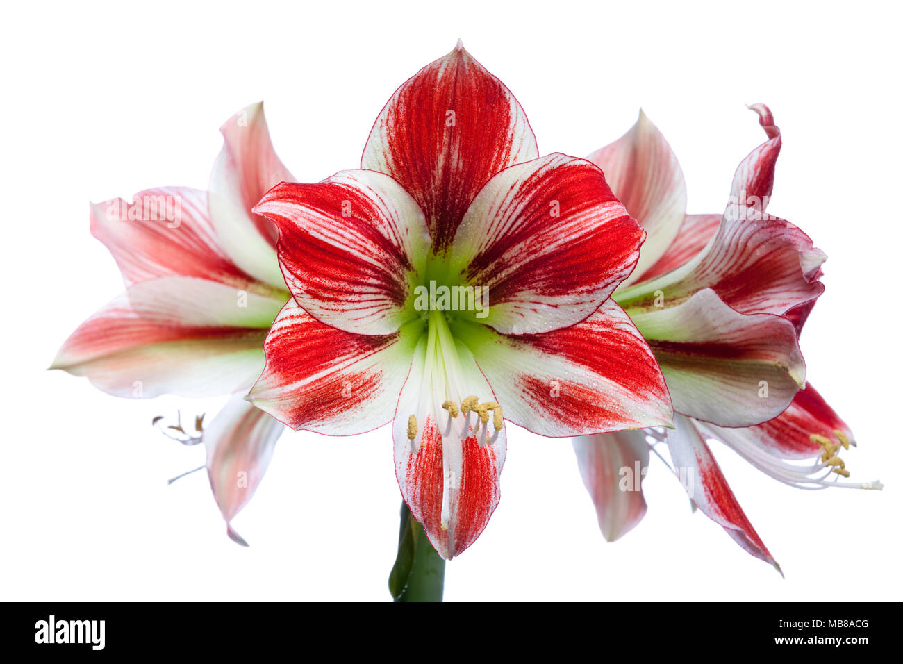 Flowers of Hippeastrum (Amaryllis) 'Ambiance' Stock Photo - Alamy