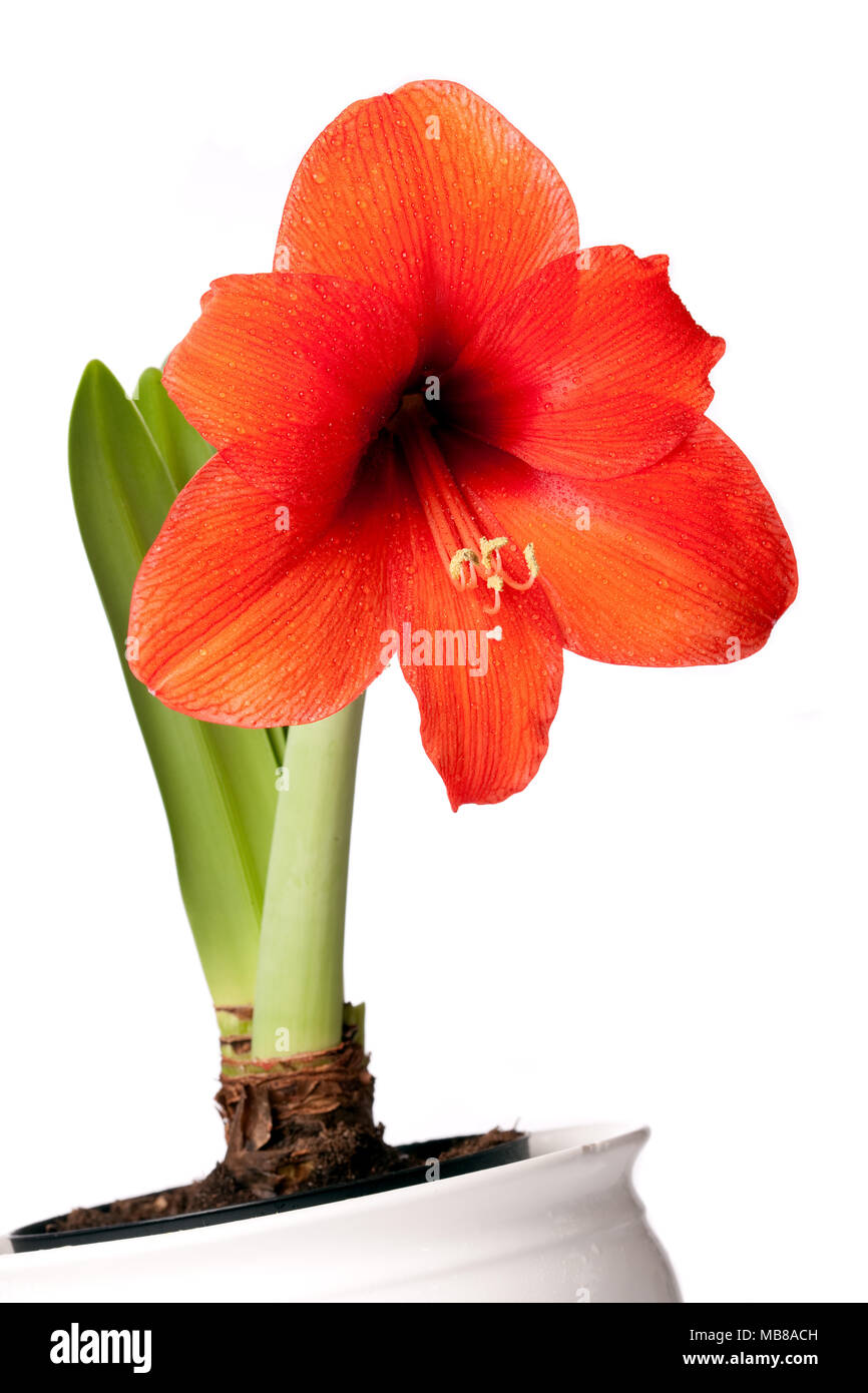 'Orange Souvereign' Hippeastrum, Amaryllis (Hippeastrum x hortorum