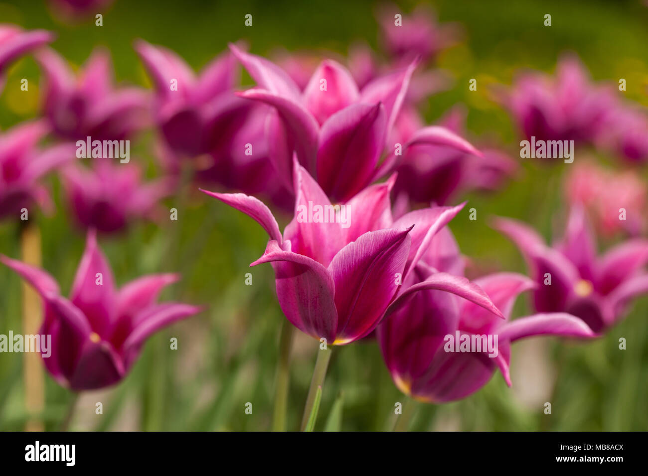 'Maytime' Lily Flowered Tulip, Liljetulpan (Tulipa gesneriana) Stock Photo