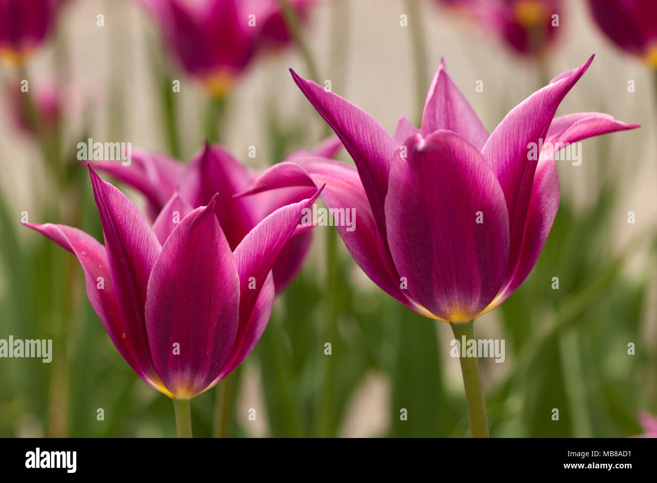'Maytime' Lily Flowered Tulip, Liljetulpan (Tulipa gesneriana) Stock Photo