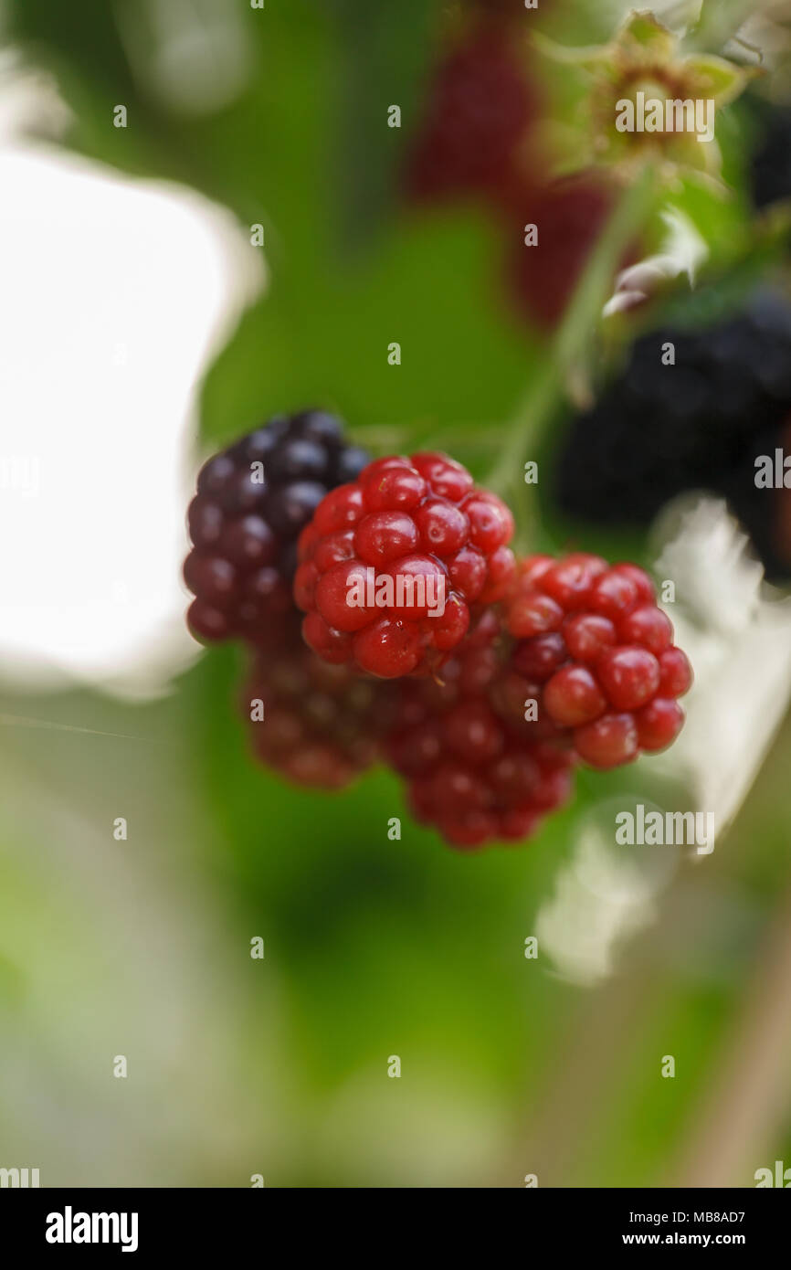 'Jumbo' Blackberry, Björnbär (Rubus fruticosus) Stock Photo