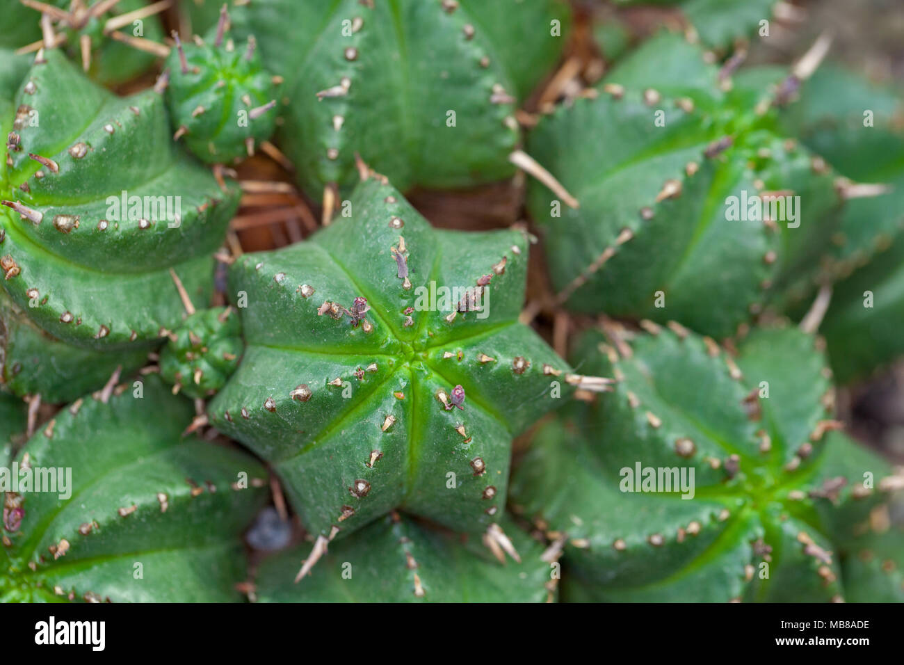 Euphorbia meloformis subsp. valida, Smal meloneuphorbia (Euphorbia valida) Stock Photo