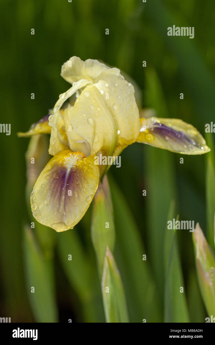 'Green Little' Dwarf Iris, Dvärgiris (Iris pumila) Stock Photo