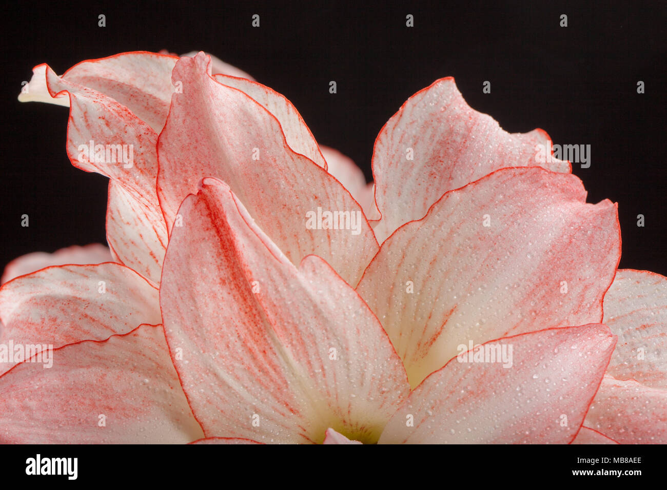 'Aphrodite' Hippeastrum, Amaryllis (Hippeastrum x hortorum) Stock Photo