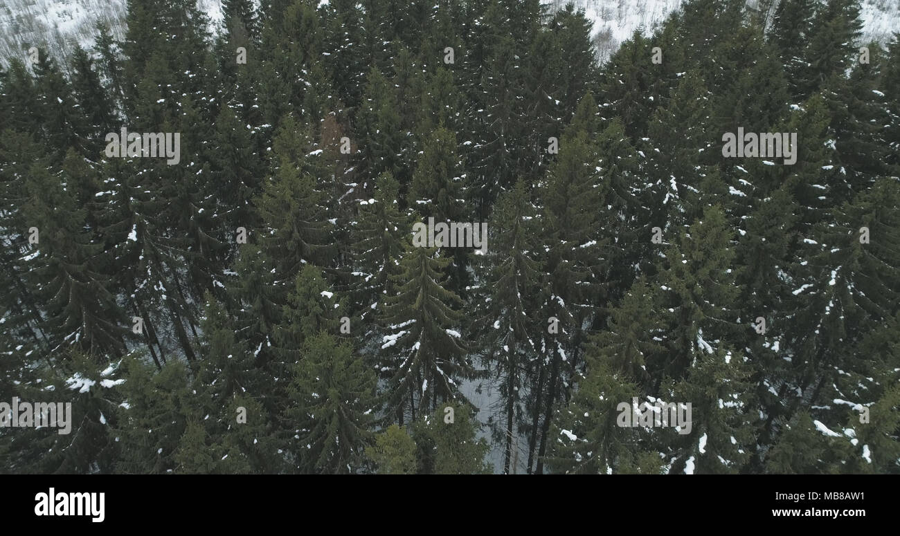 Flight over tall fir trees hi-res stock photography and images - Alamy