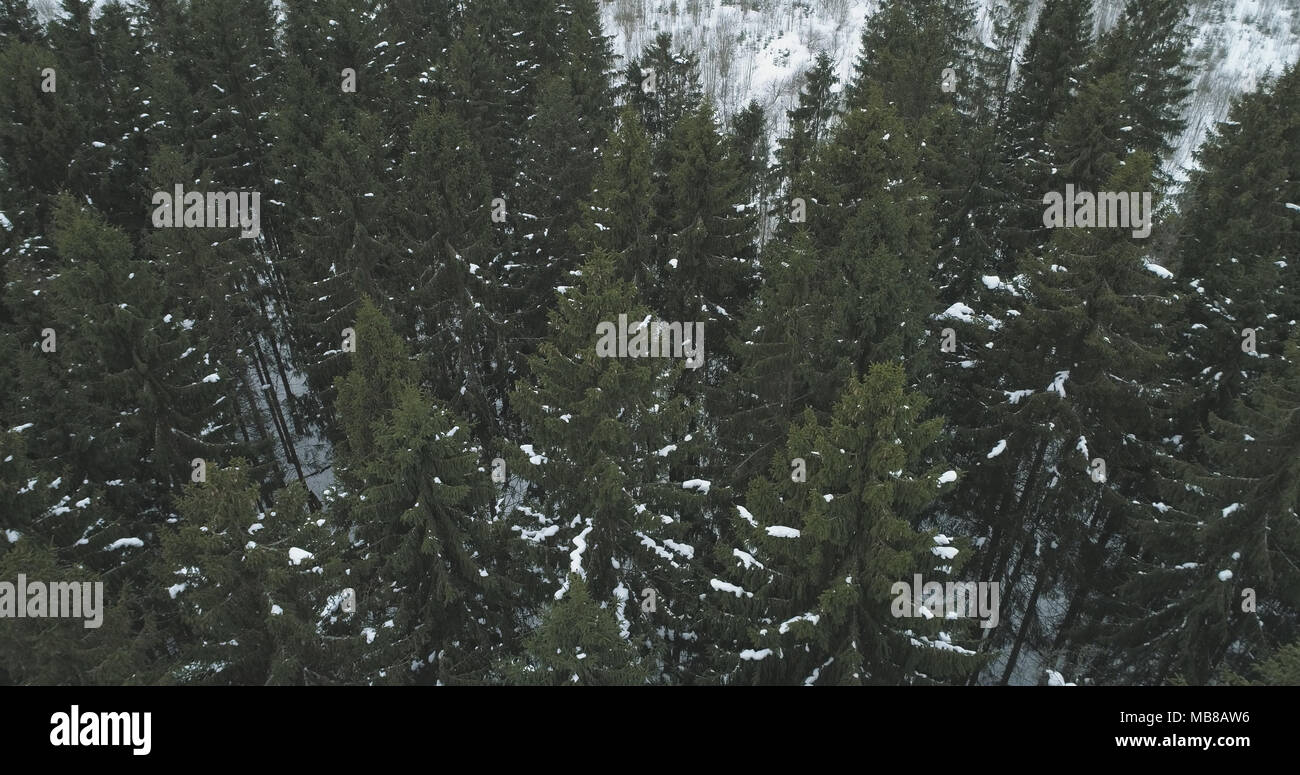 Flight over tall fir trees hi-res stock photography and images - Alamy