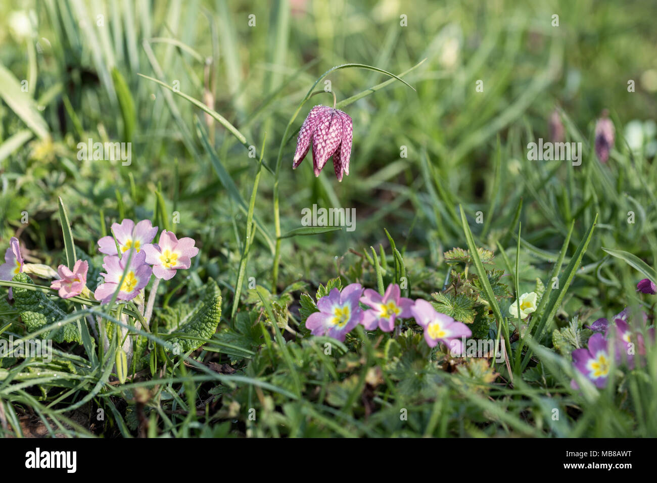 Primula and Fritillaria meleagris flowering together in a spring garden, England, UK Stock Photo