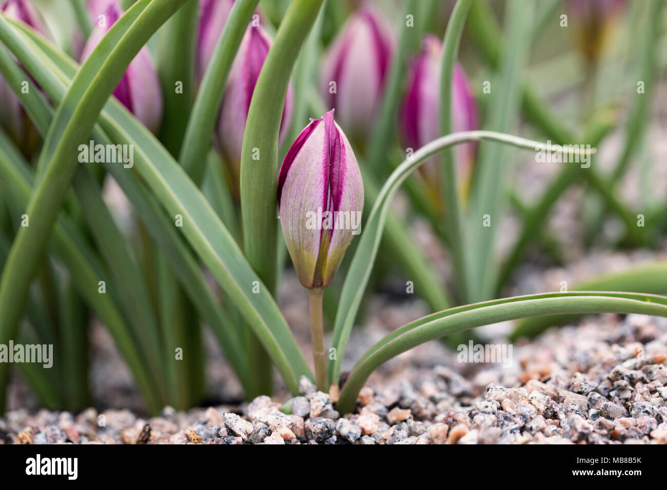 Close up of miniature dwarf Tulipa humilis 'Persian Pearl' planted in a spring garden container UK Stock Photo