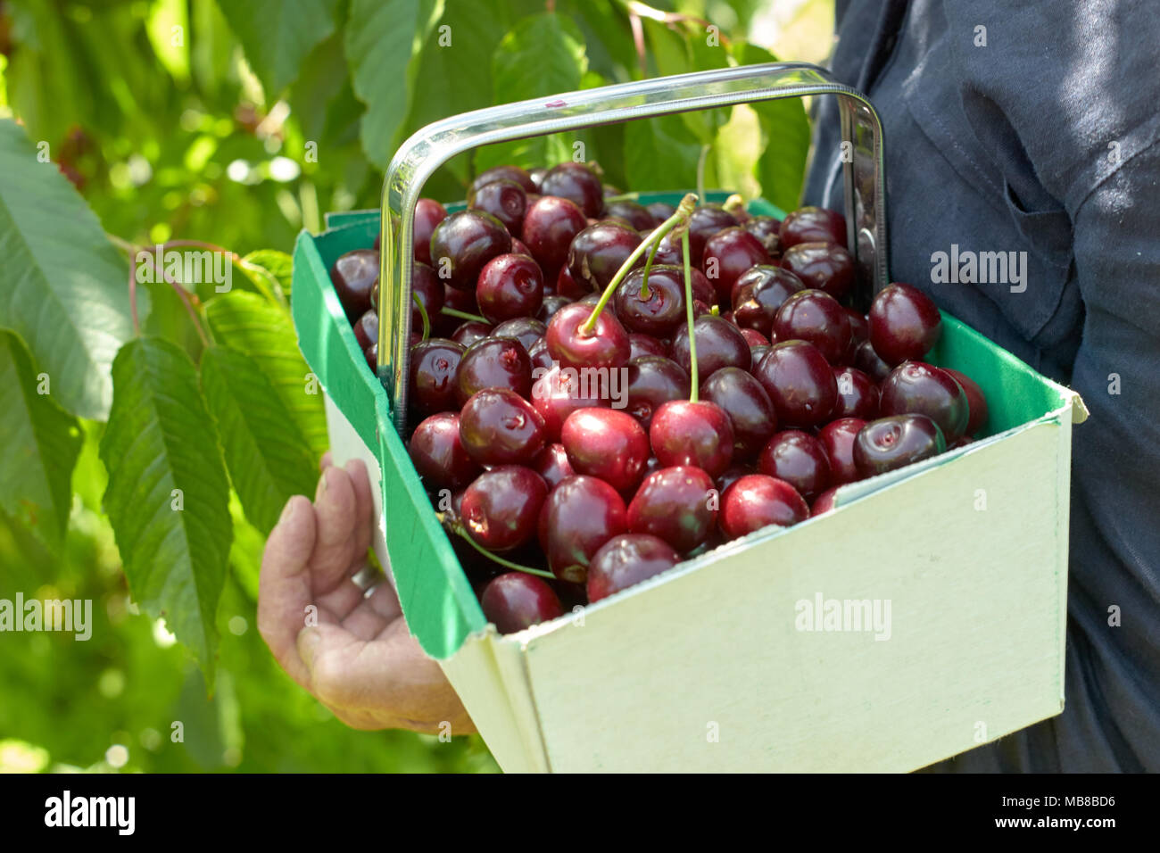 Picking cherries in the summer sunshine in Kent, Garden of England