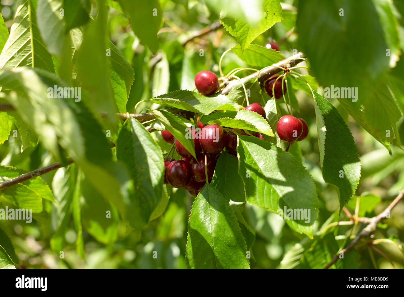 Picking cherries in the summer sunshine in Kent, Garden of England