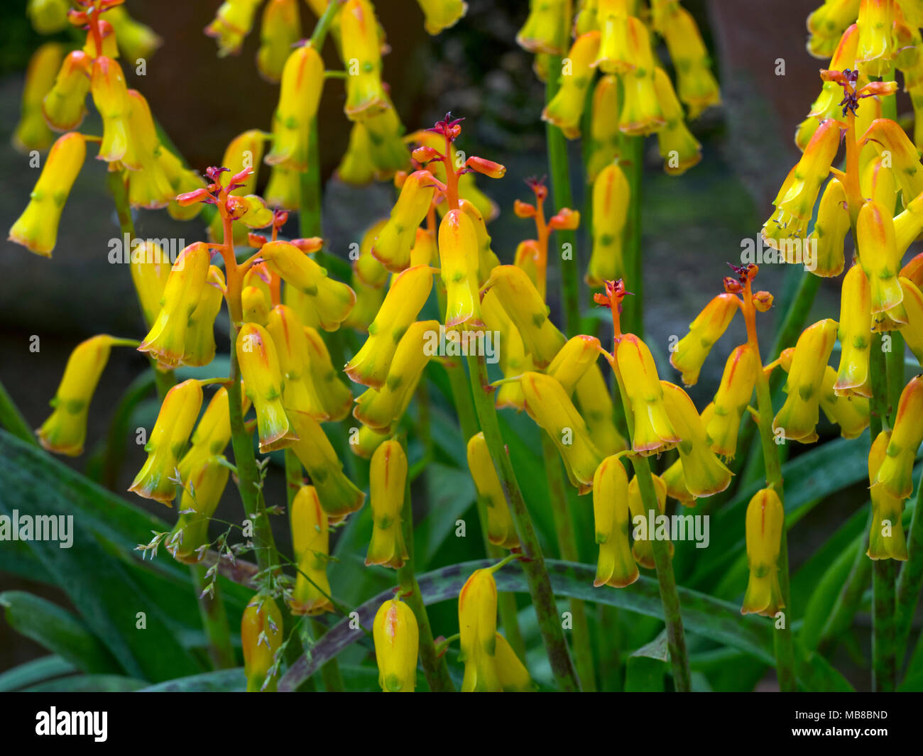 is a species of flowering plant in the family Asparagaceae Stock Photo -  Alamy