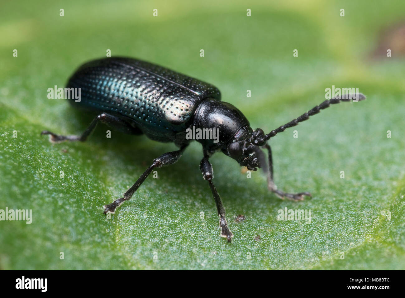 Leaf Beetle (Oulema melanopa) at rest on dock leaf. Tipperary, Ireland ...