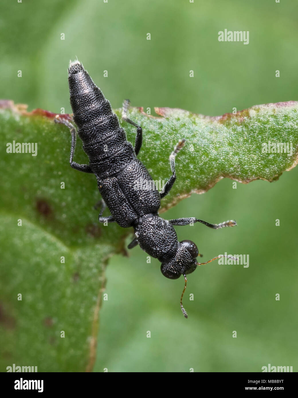 Rove Beetle (Stenus sp.) perched on leaf in woodland. Tipperary, Ireland Stock Photo