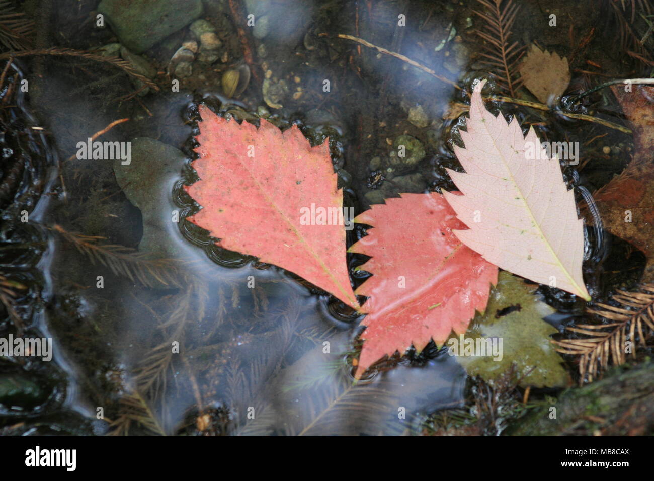 Floating red leaves hi-res stock photography and images - Alamy