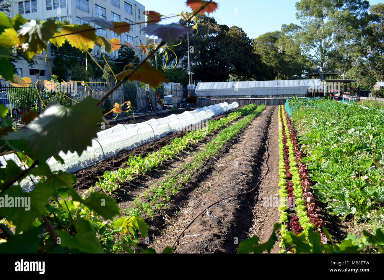 City urban community farm at Camperdown NSW Australia Stock Photo