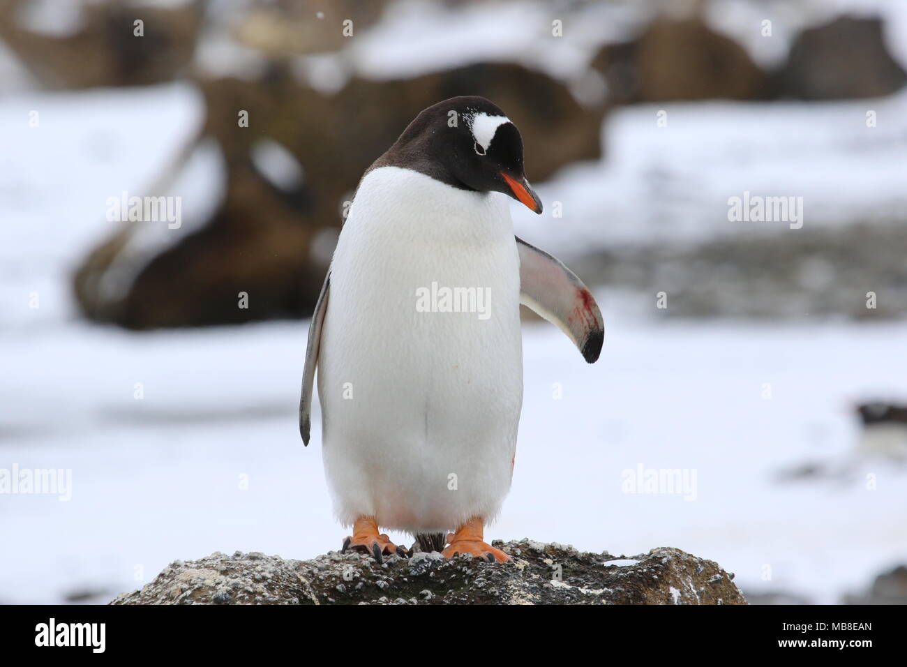 Bloody penguins hi-res stock photography and images - Alamy