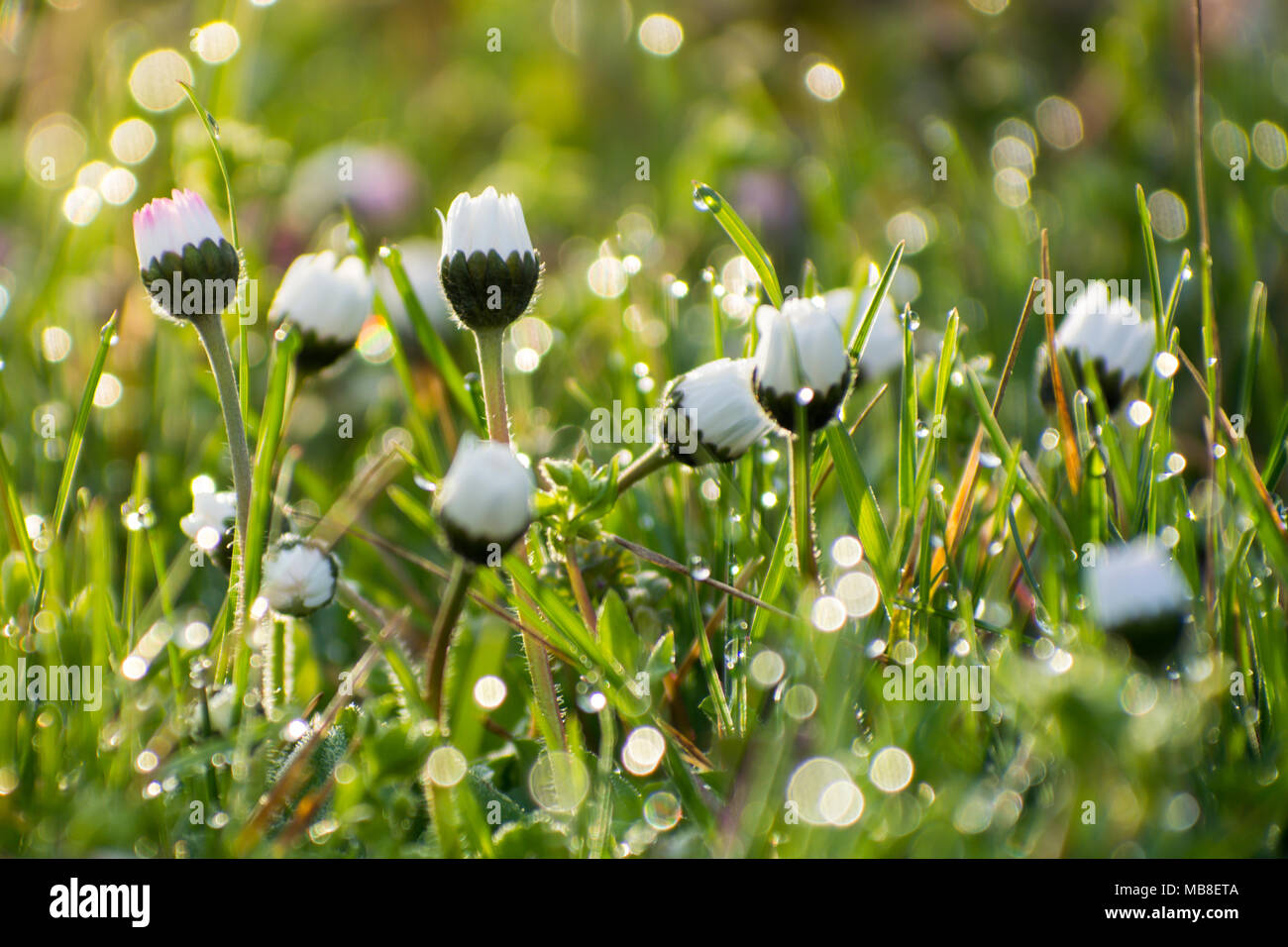 Daisy on th field covered with dew on spring morning Stock Photo