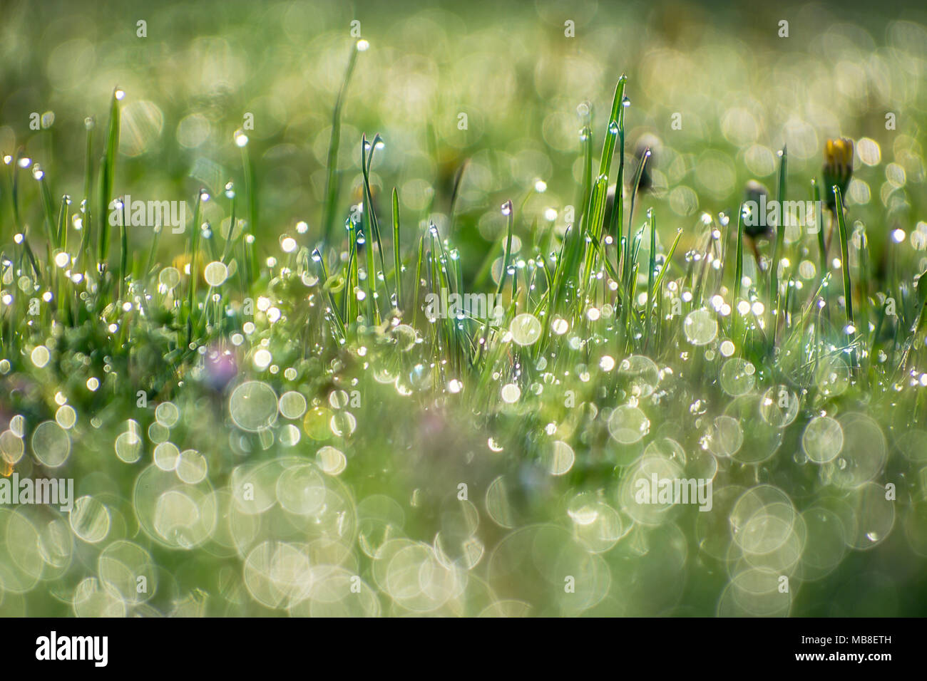 green grass with drops of dew on a spring meadow. sun shines equally on morning on field Stock Photo