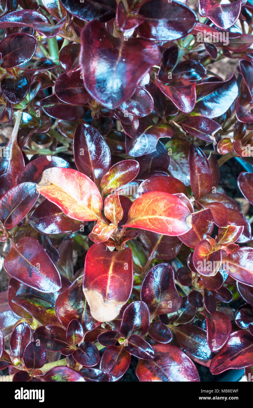 Coprosma 'Tequila Sunrise' is an evergreen compact shrub with leaves that turn from green to yellow through to flushed dark red and orange all year. Stock Photo