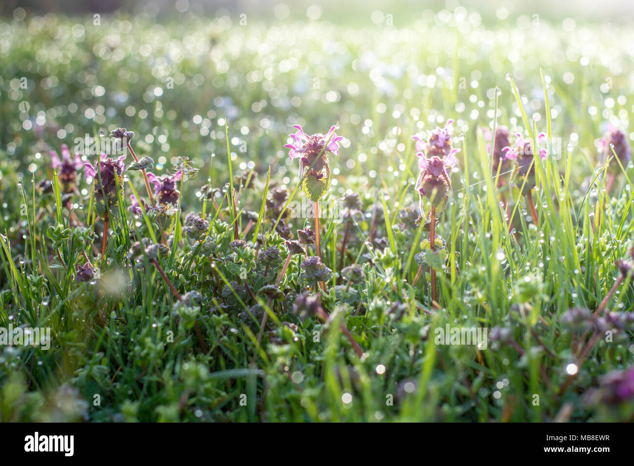 Wild nettle in the spring time in the grass field covered with dew Stock Photo