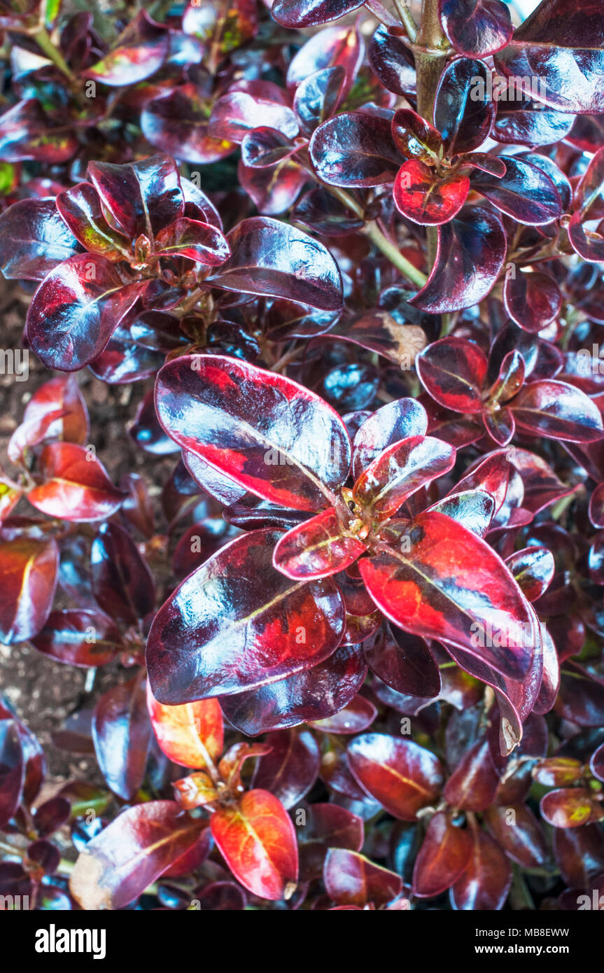 Coprosma 'Tequila Sunrise' is an evergreen compact shrub with leaves that turn from green to yellow through to flushed dark red and orange all year. Stock Photo