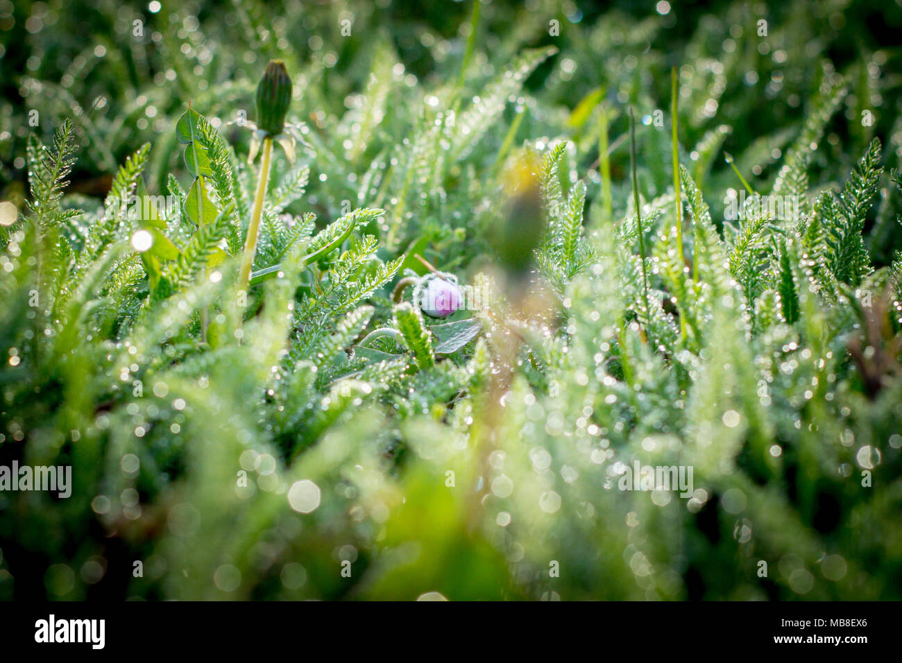 Daisy on th field covered with dew on spring morning Stock Photo