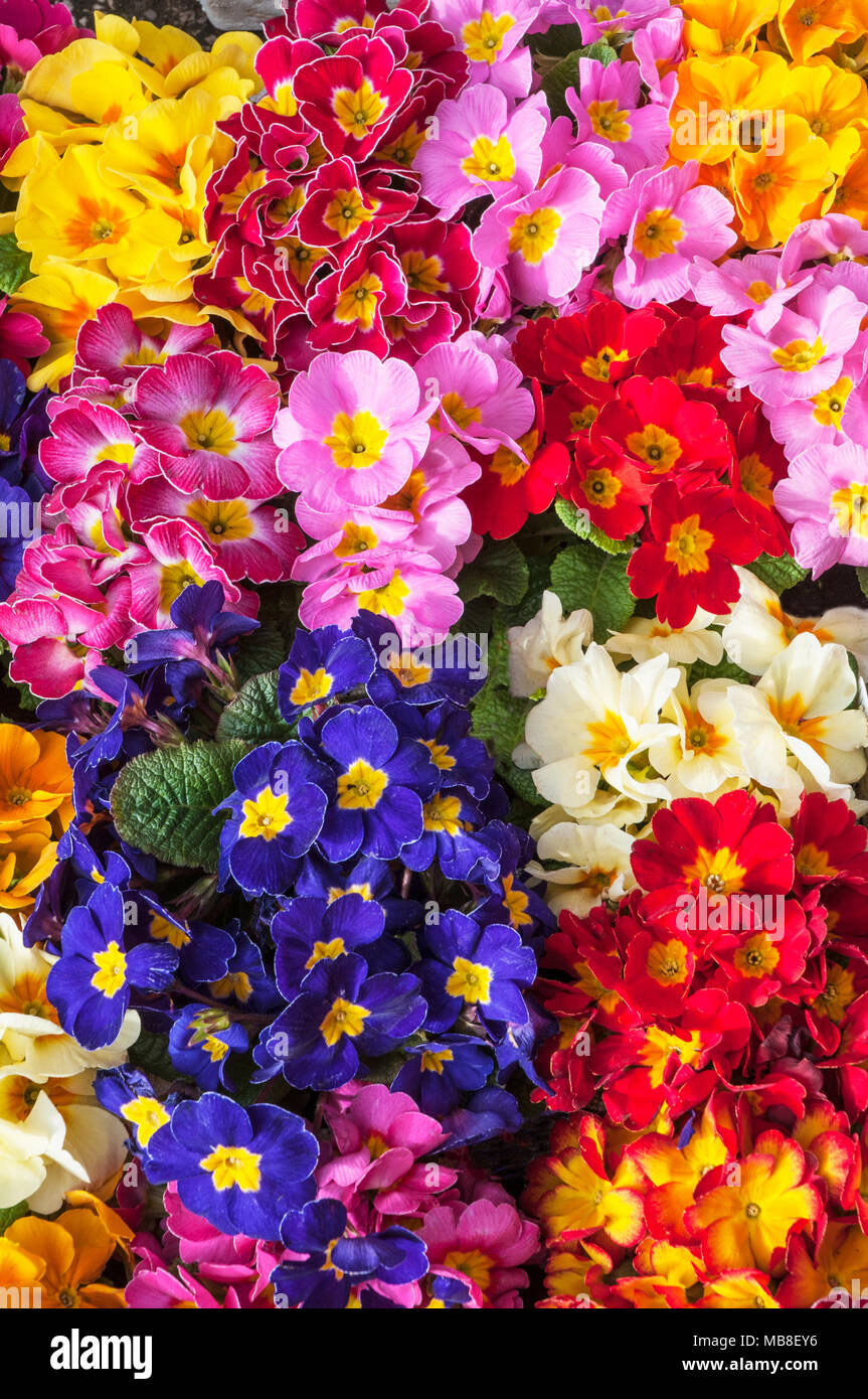 Mixed Primrose Primulas of various colours in flower in early Spring. Stock Photo