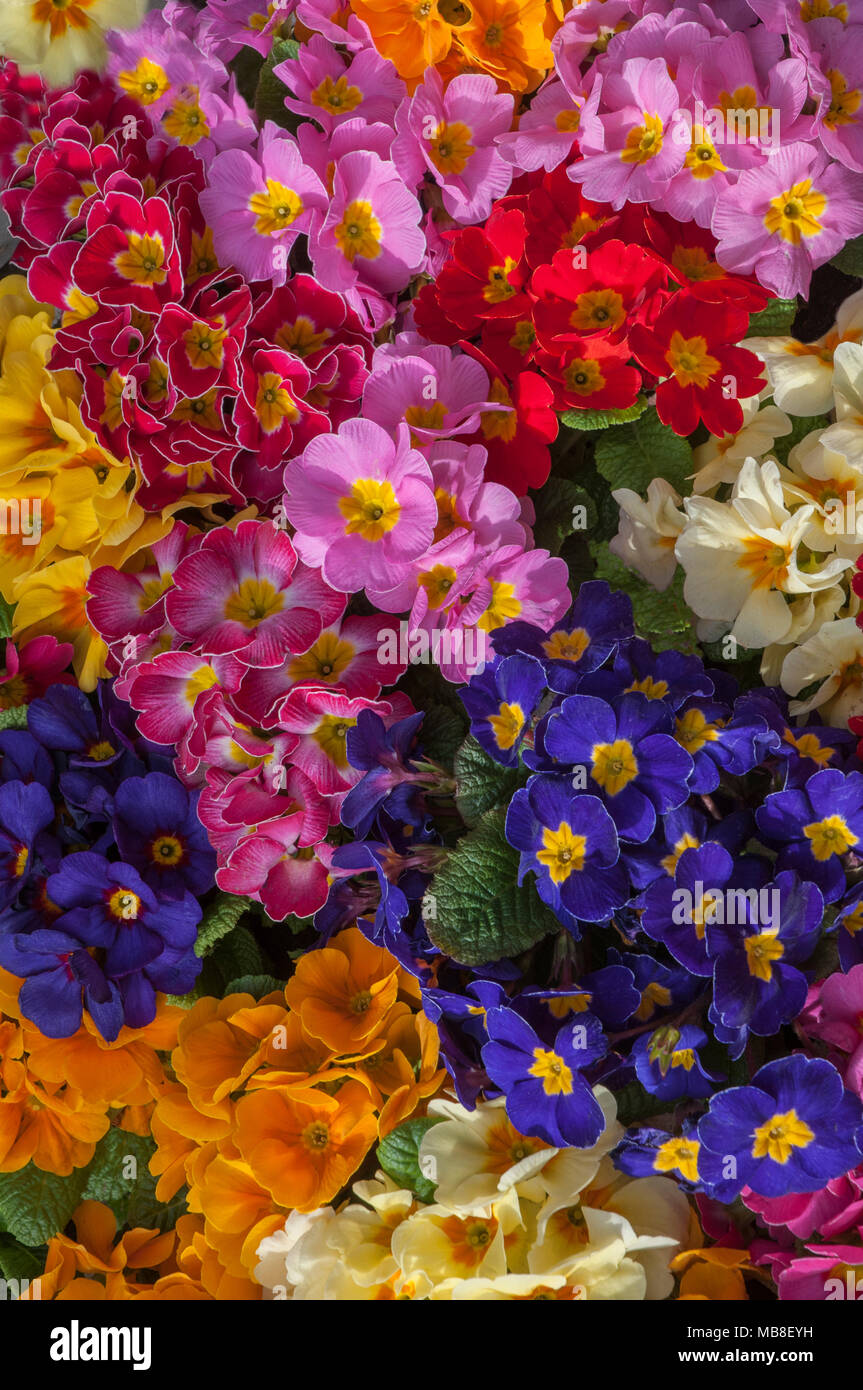 Mixed Primrose Primulas of various colours in flower in early Spring. Stock Photo