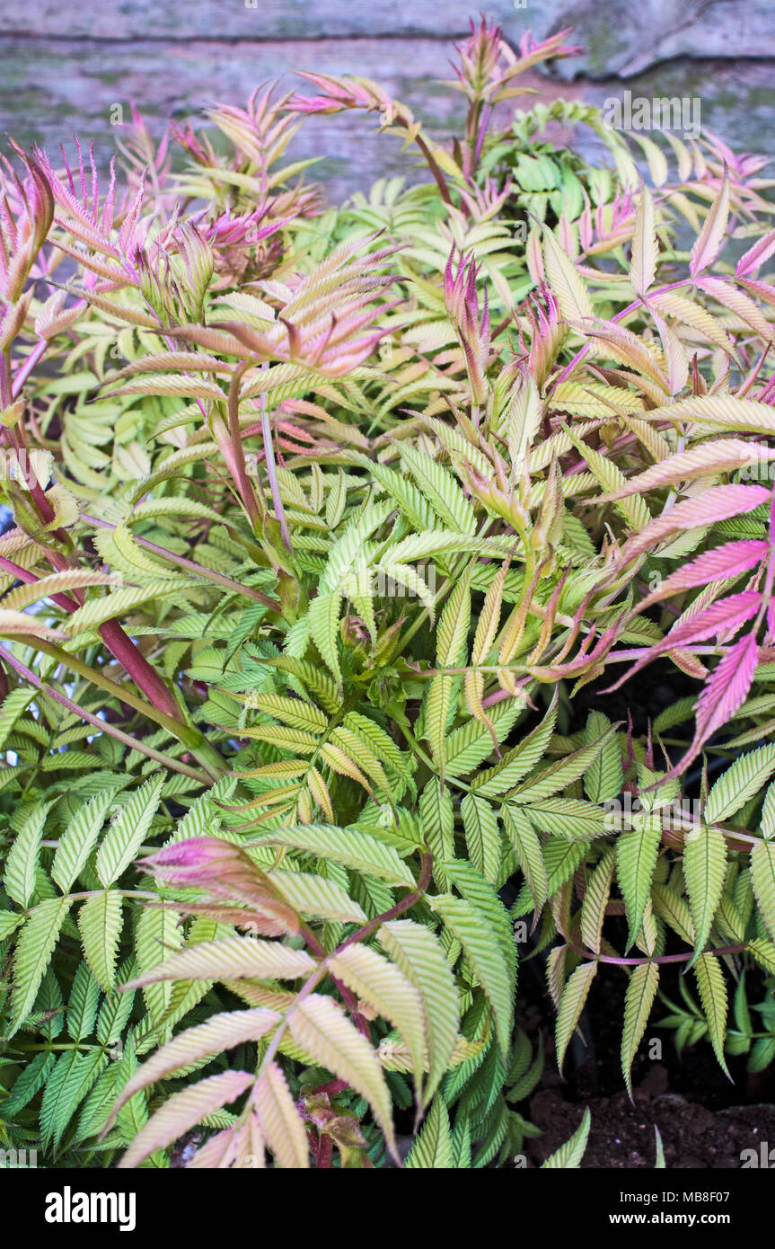 Sorbaria a deciduous shrub with new colourful growth in Spring. It is Fully hardy Stock Photo