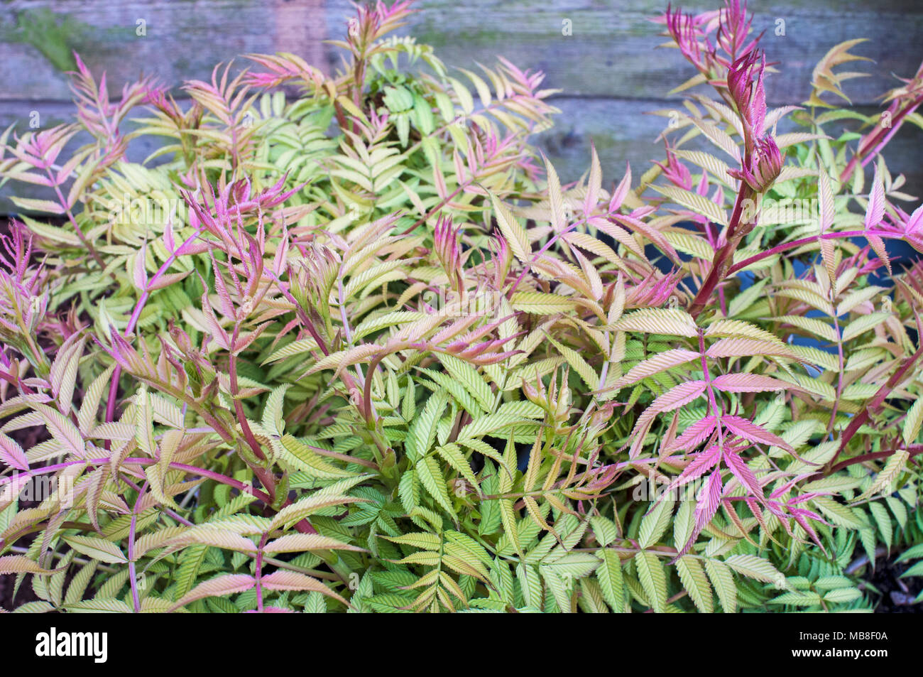 Sorbaria a deciduous shrub with new colourful growth in Spring.Fully Hardy Stock Photo