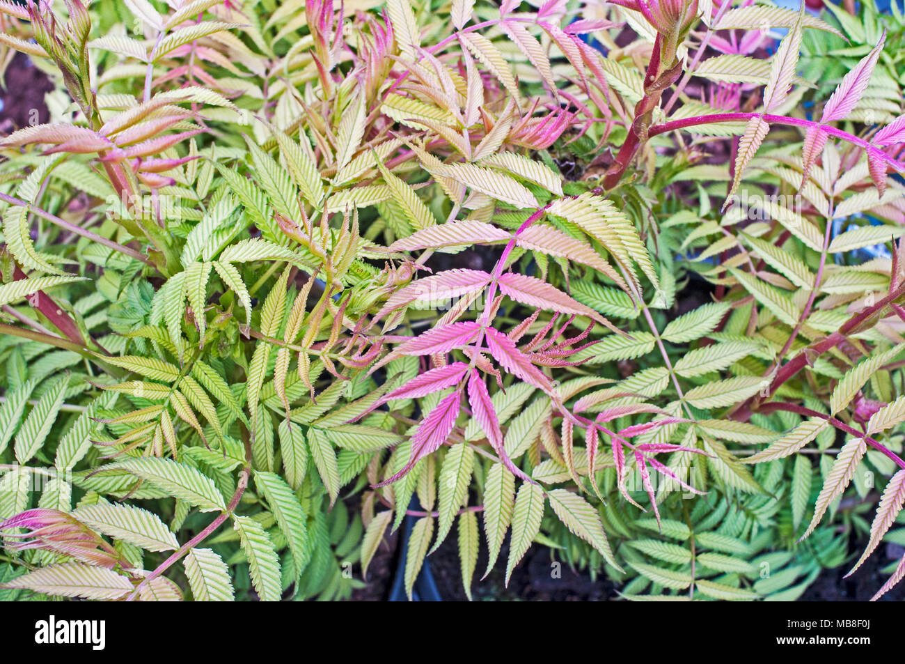 Sorbaria a deciduous shrub with new colourful growth in Spring. It is Fully hardy Stock Photo