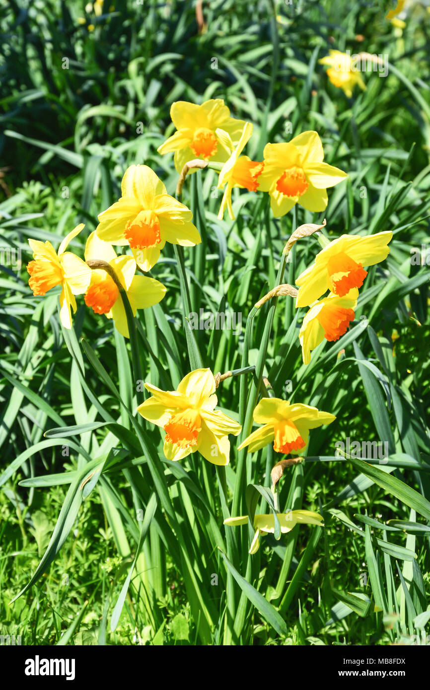 Spring daffodils growing on Bedfont Green, Bedfont, London Borough of Hounslow, Greater London, England, United Kingdom Stock Photo